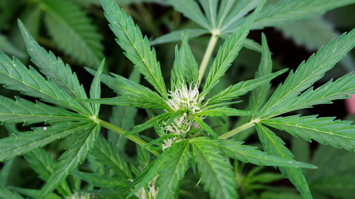FAQs about Cannabis – Male and Female Hemp Flower Plant