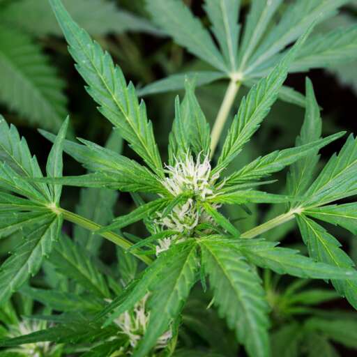 FAQs about Cannabis – Male and Female Hemp Flower Plant