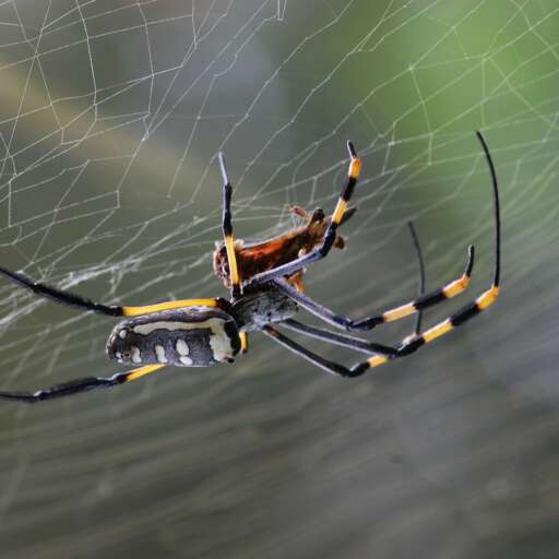 A Complete Guide to North America’s Most Venomous Spiders