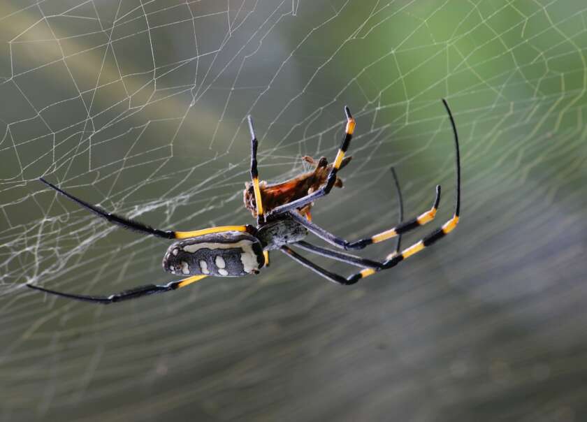 A Complete Guide to North America’s Most Venomous Spiders